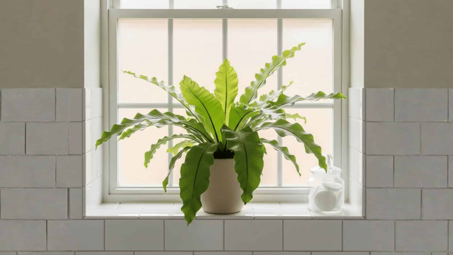bird’s nest fern in small pot on bathroom windowsill with frosted window and white tile walls