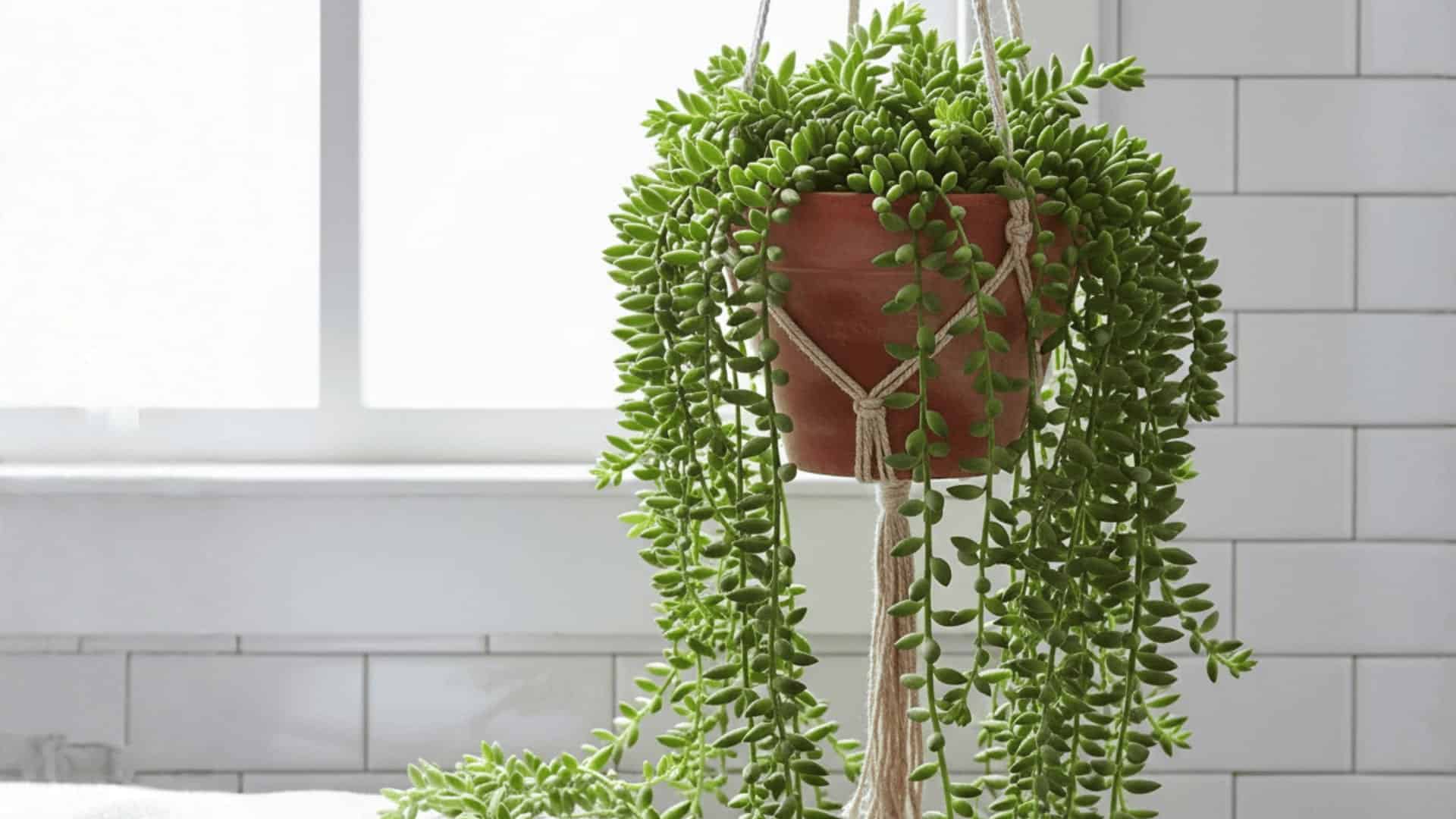 burro’s tail succulent in terracotta hanging pot by frosted window with white tile bathroom