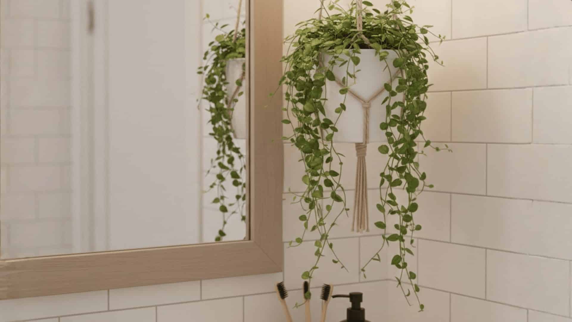 creeping fig in white hanging planter beside bathroom mirror with black faucet and white tile wallsith black faucet and white tile walls