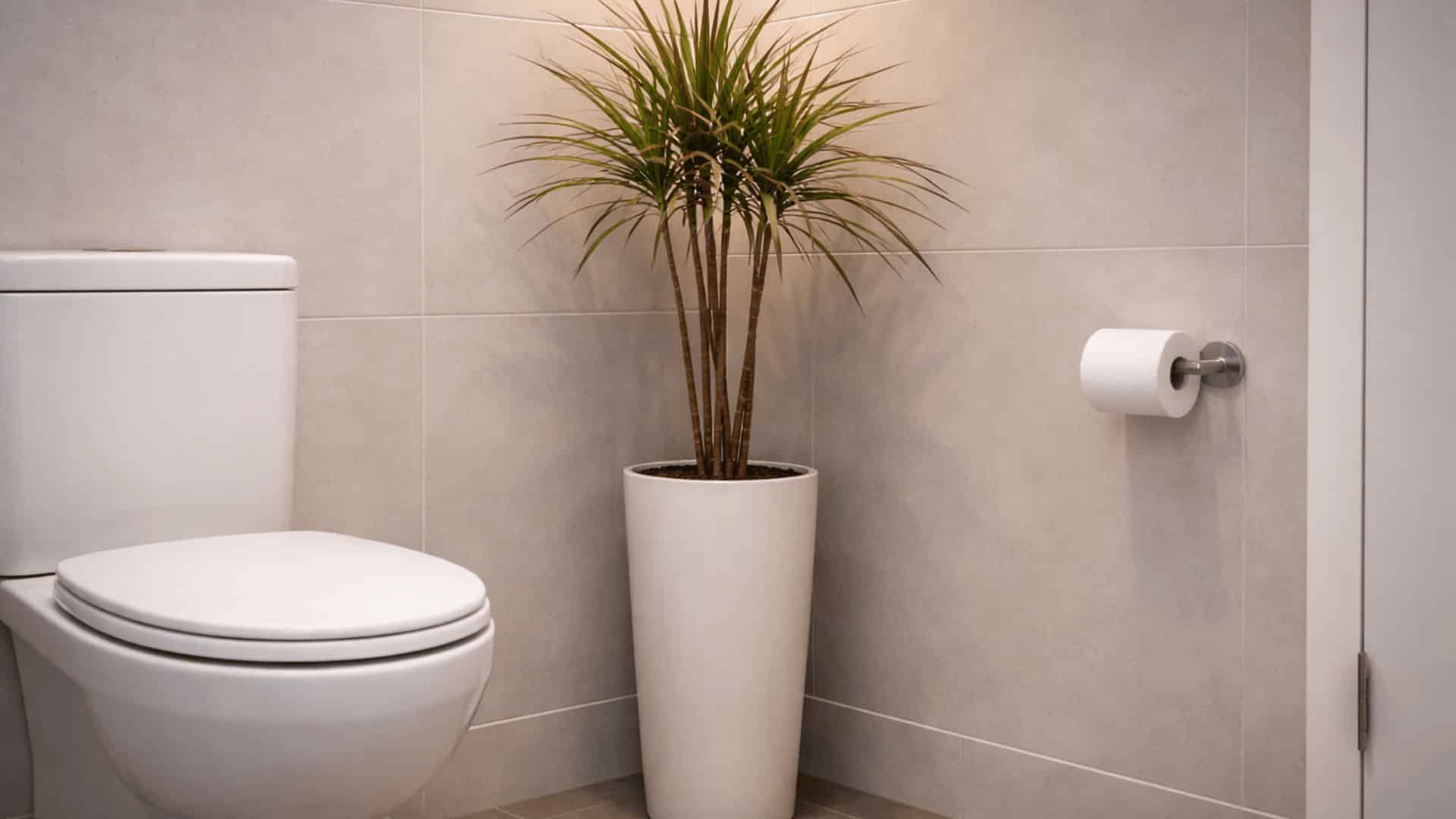 dracaena marginata in tall white pot between toilet and wall with warm light and grey tile bathroom walls