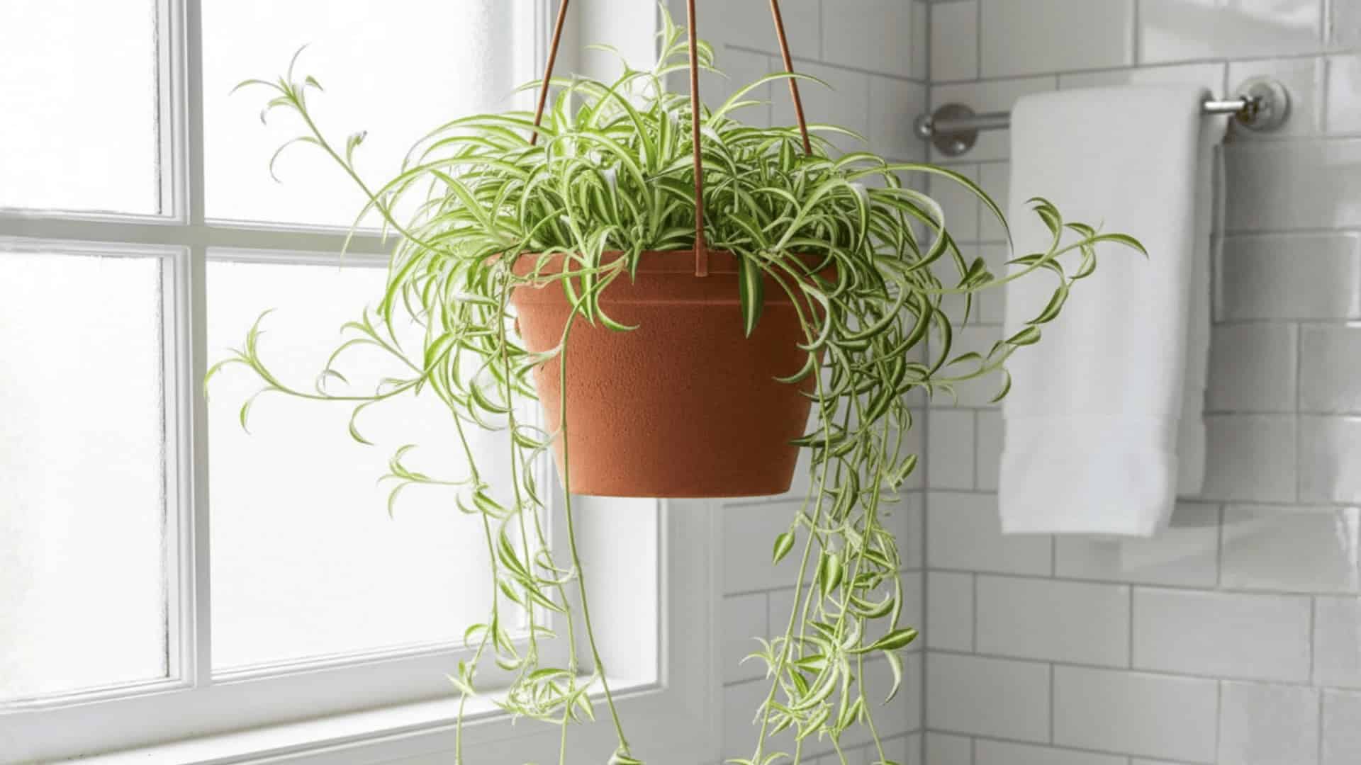 hanging spider plant in terracotta pot by frosted bathroom window with white tile walls and towel rack
