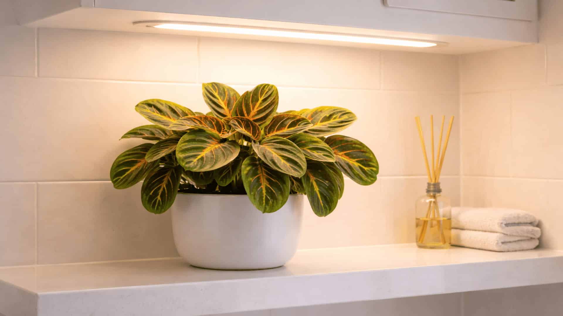 prayer plant with red veined leaves in white pot under warm led light on bathroom shelf with diffuser and towels