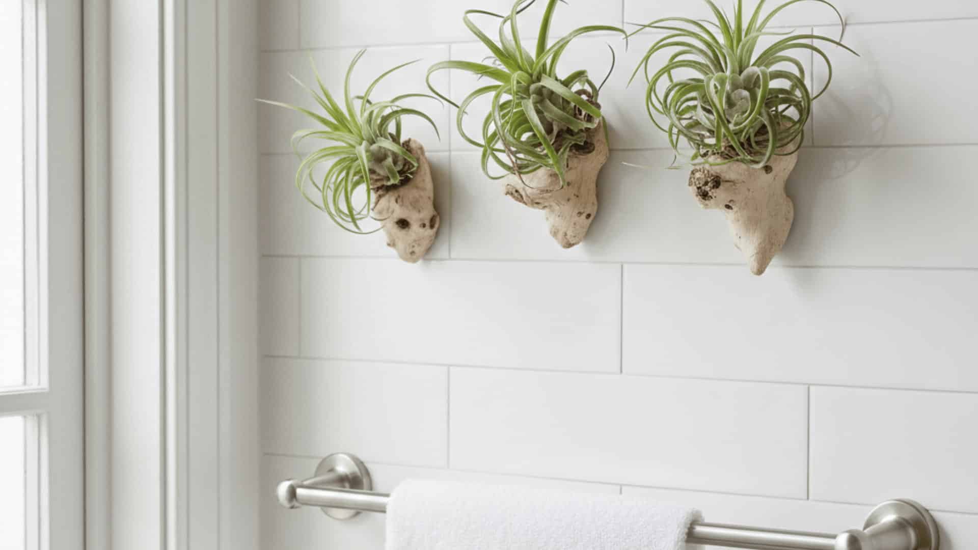 three air plants mounted on driftwood above towel bar on white subway tile bathroom wall