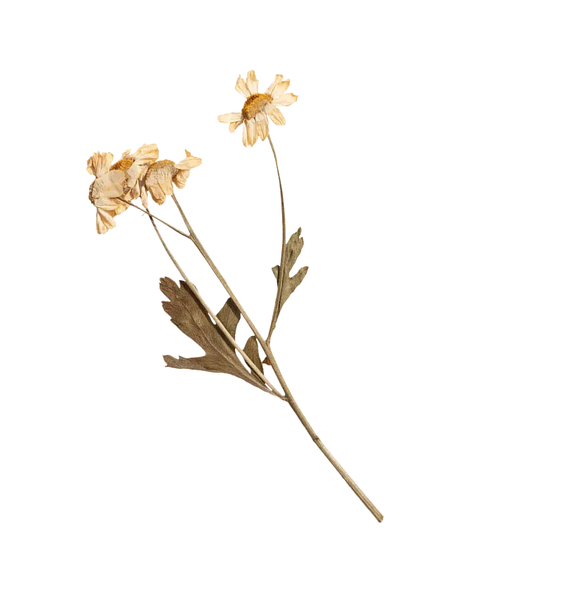 flowers-2