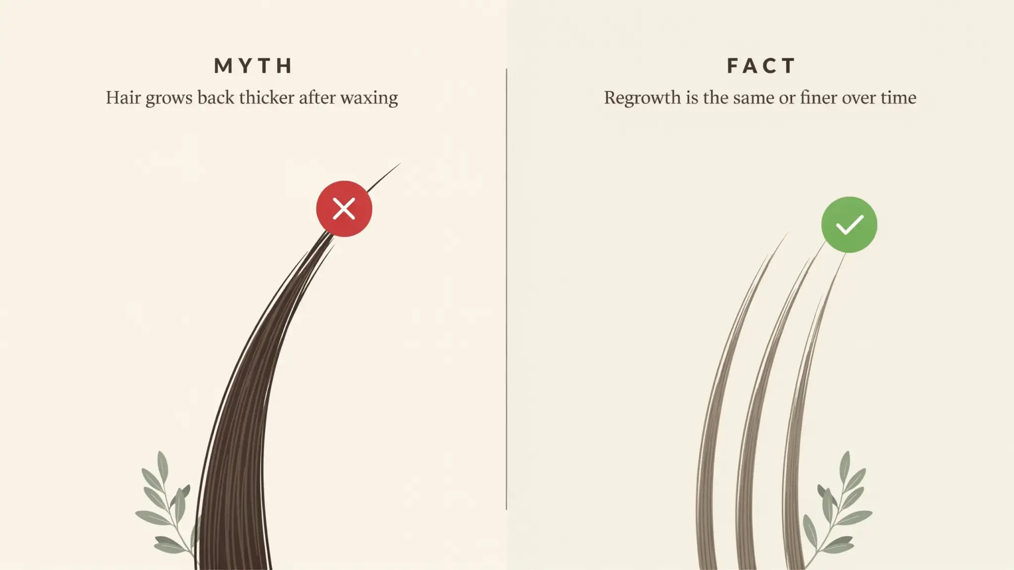 Myth vs fact graphic showing Brazilian wax regrowth is not thicker and may appear finer over time.